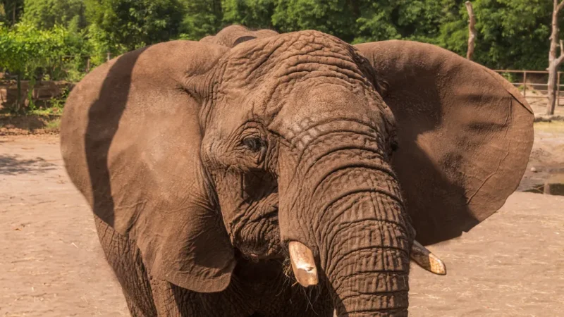 Level 1 · The Great Zoo Debate — Sở thú có nên tồn tại?