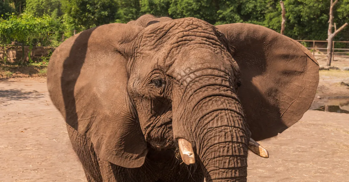 Level 1 · The Great Zoo Debate — Sở thú có nên tồn tại?